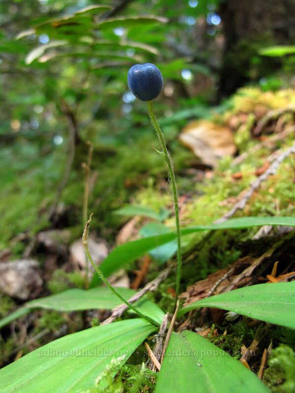 bead lily berry (Clintonia uniflora) [Falls Creek, Gifford Pinchot Nat'l Forest, Skamania County, Washington]