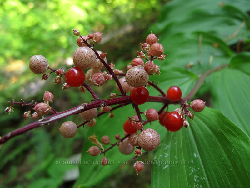 false solomon's seal berries (Maianthemum racemosum (Smilacina racemosa)) [Falls Creek, Gifford Pinchot Nat'l Forest, Skamania County, Washington]