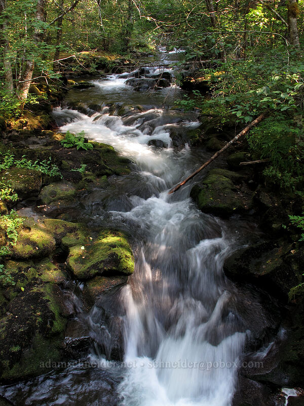 rapids [Falls Creek, Gifford Pinchot Nat'l Forest, Skamania County, Washington]