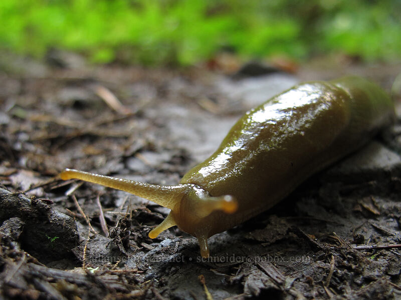 banana slug (Ariolimax columbianus) [Latourell Falls Trail, Multnomah County, Oregon]
