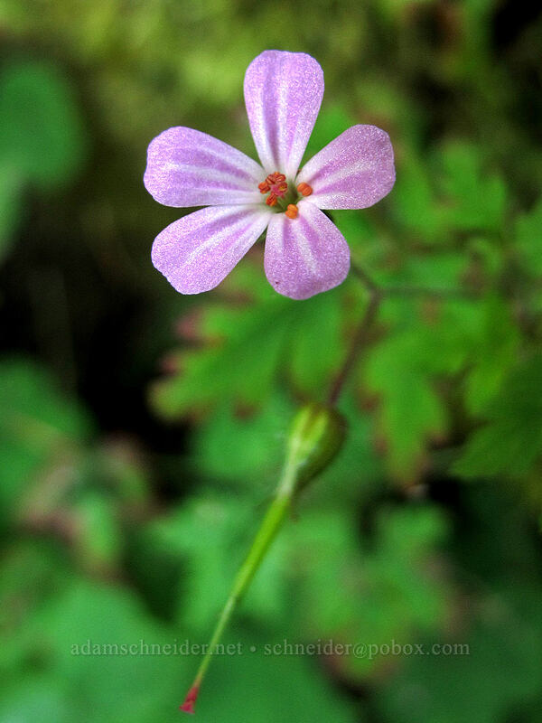 herb Robert (Geranium robertianum) [Latourell Falls Trail, Multnomah County, Oregon]