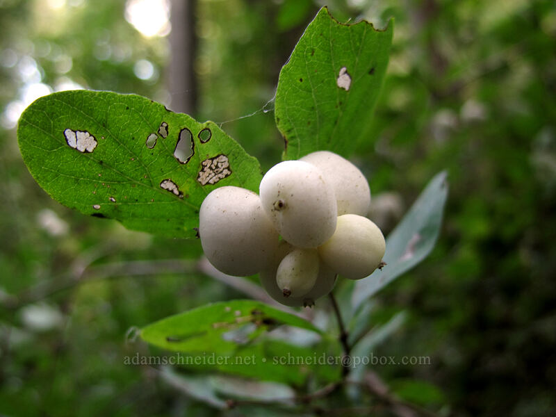 snowberry (Symphoricarpos sp.) [Latourell Falls Trail, Multnomah County, Oregon]
