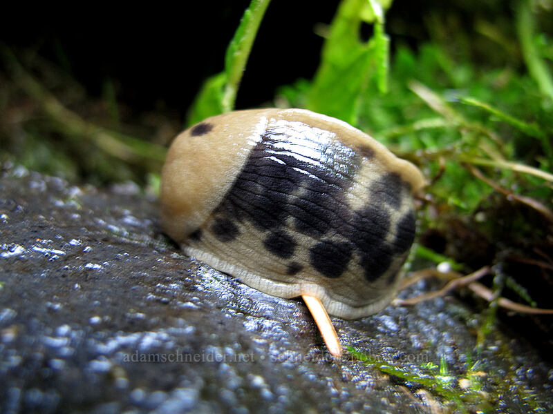 banana slug (Ariolimax columbianus) [Latourell Falls Trail, Multnomah County, Oregon]