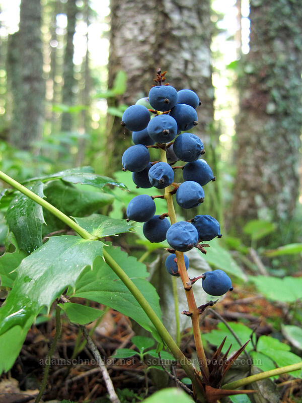 Oregon-grape berries (Mahonia nervosa (Berberis nervosa)) [Mt. Defiance Trail, Columbia River Gorge, Hood River County, Oregon]