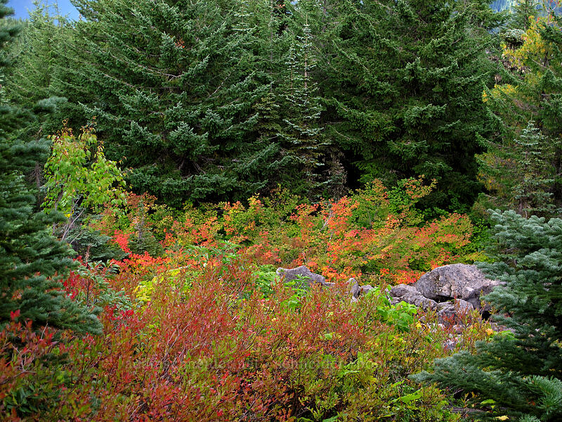 fall colors [Mt. Defiance Trail, Columbia River Gorge, Hood River County, Oregon]