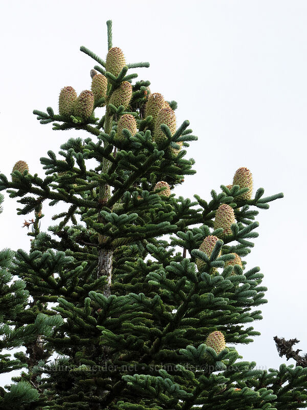 noble fir cones (Abies procera) [Mt. Defiance summit, Columbia River Gorge, Hood River County, Oregon]