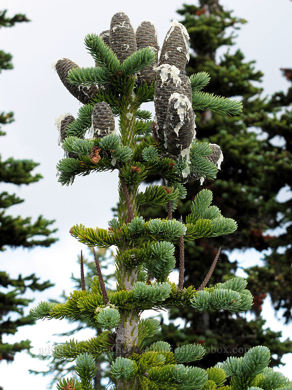 subalpine fir cones (Abies lasiocarpa) [Mt. Defiance summit, Columbia River Gorge, Hood River County, Oregon]