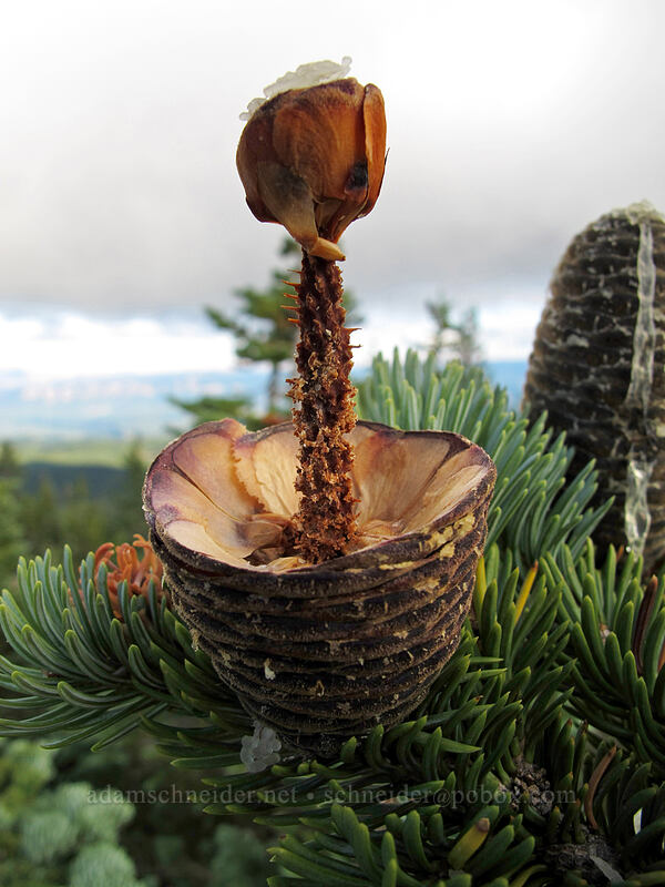 disintegrating subalpine fir cone (Abies lasiocarpa) [Mt. Defiance summit, Columbia River Gorge, Hood River County, Oregon]