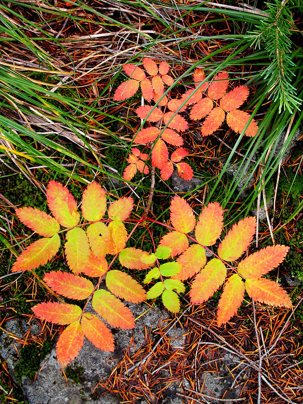 colorful rose leaves (Rosa sp.) [Warren Lake Trail, Columbia River Gorge, Hood River County, Oregon]