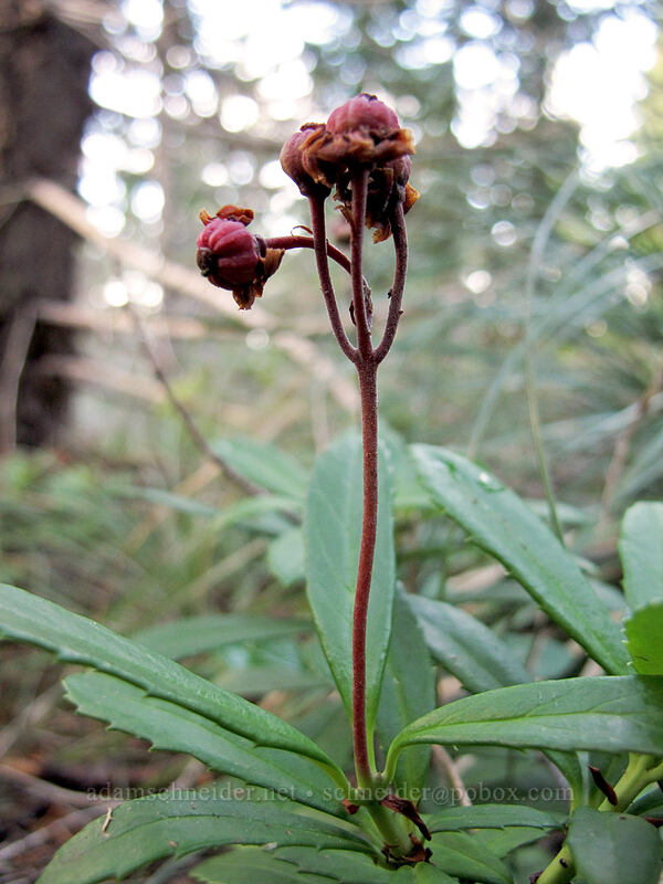pipsissewa, gone to seed (Chimaphila umbellata) [Warren Lake Trail, Columbia River Gorge, Hood River County, Oregon]