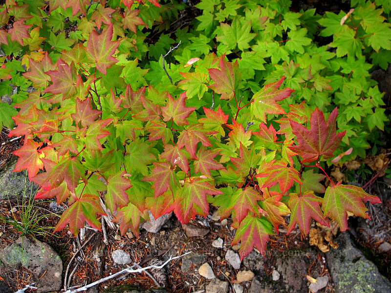 vine maple leaves (Acer circinatum) [Warren Lake Trail, Columbia River Gorge, Hood River County, Oregon]