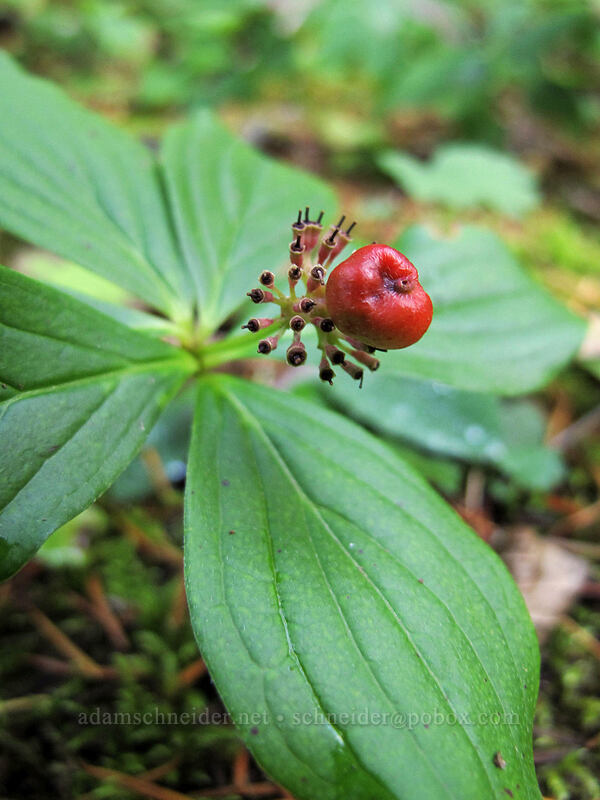 bunchberry (Cornus unalaschkensis (Cornus canadensis)) [Warren Lake Trail, Columbia River Gorge, Hood River County, Oregon]
