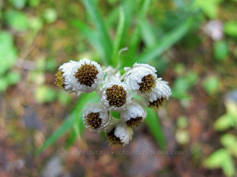 pearly everlasting (Anaphalis margaritacea) [Warren Lake Trail, Columbia River Gorge, Hood River County, Oregon]