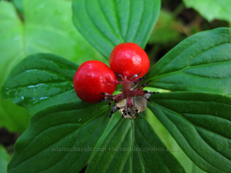 bunchberry (Cornus unalaschkensis (Cornus canadensis)) [Warren Lake Trail, Columbia River Gorge, Hood River County, Oregon]