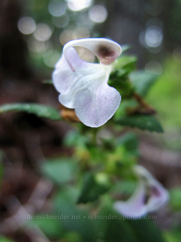 sickle-top lousewort (Pedicularis racemosa) [Starvation Ridge Trail, Columbia River Gorge, Hood River County, Oregon]