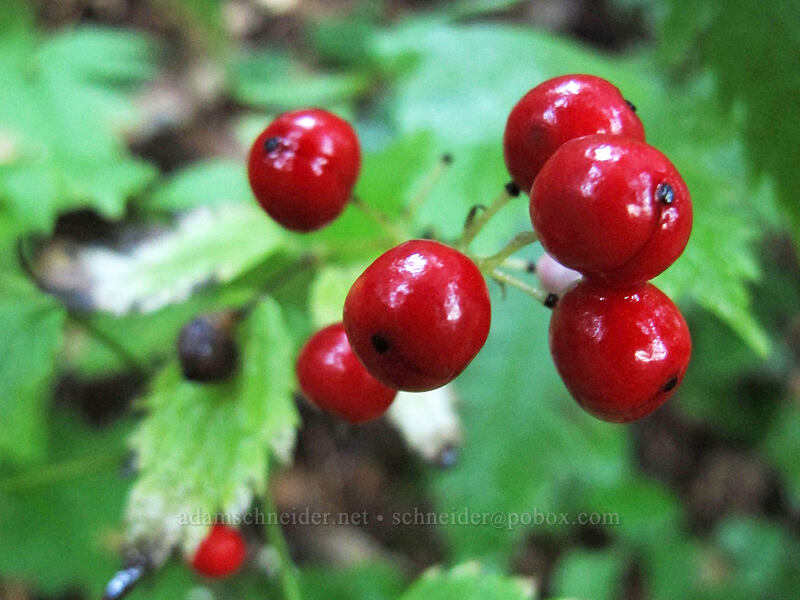 baneberry (Actaea rubra) [Starvation Ridge Trail, Columbia River Gorge, Hood River County, Oregon]