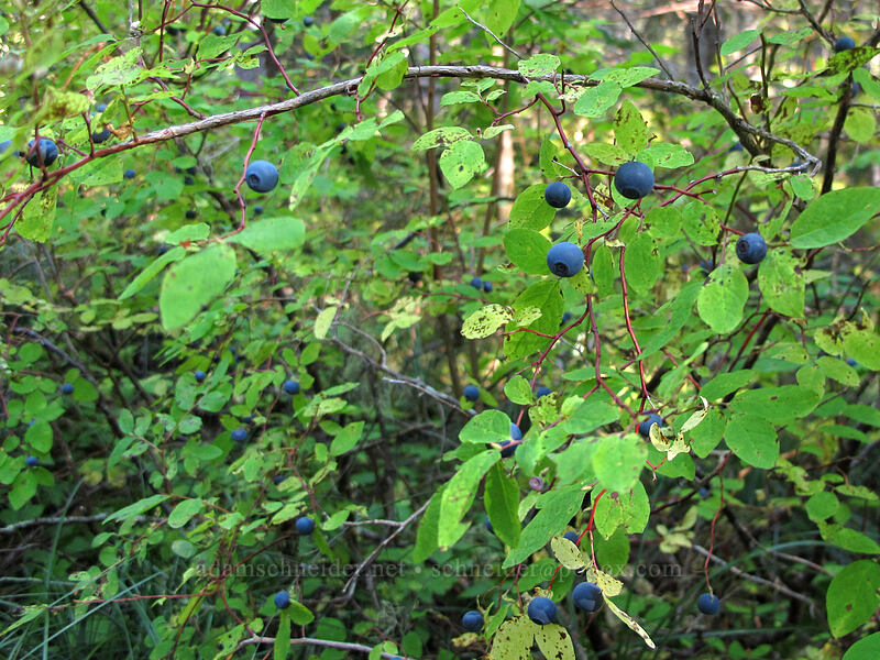 huckleberries (Vaccinium sp.) [Toutle Trail, Mt. St. Helens National Volcanic Monument, Cowlitz County, Washington]