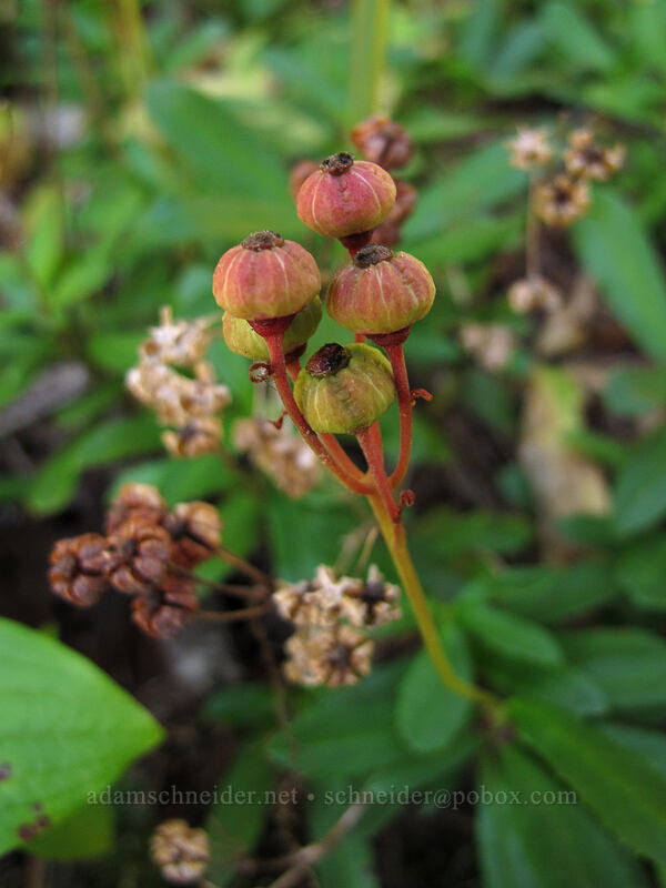 pipsissewa seeds (Chimaphila umbellata) [Toutle Trail, Mt. St. Helens National Volcanic Monument, Cowlitz County, Washington]
