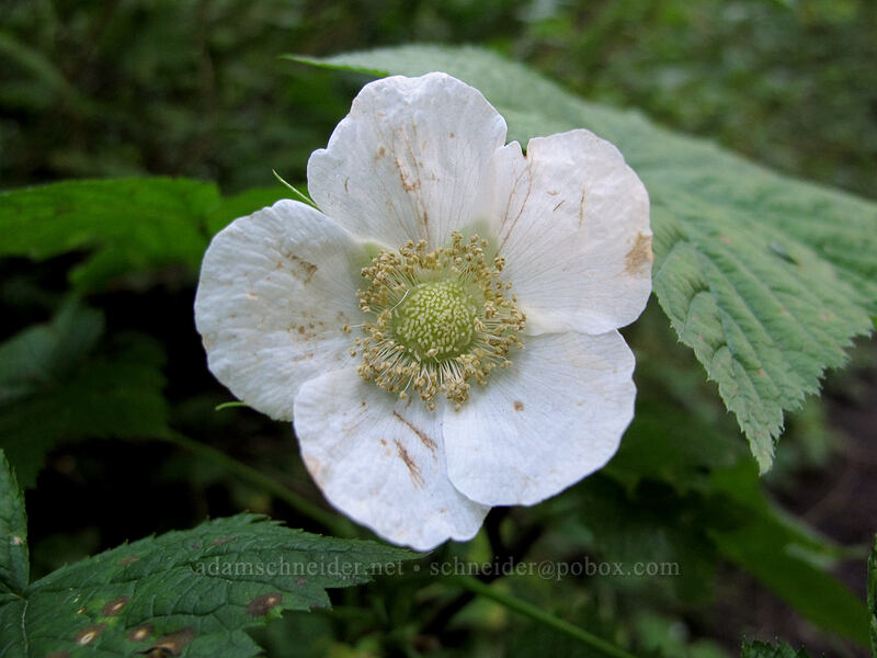 out-of-season thimbleberry (Rubus parviflorus) [Toutle Trail, Mt. St. Helens National Volcanic Monument, Cowlitz County, Washington]