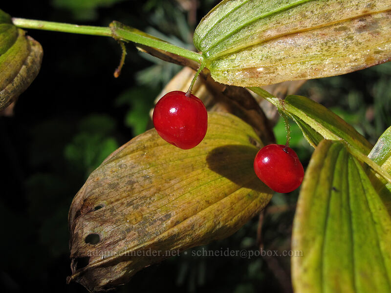 rosy twisted-stalk berries (Streptopus lanceolatus) [Toutle Trail, Mt. St. Helens National Volcanic Monument, Cowlitz County, Washington]