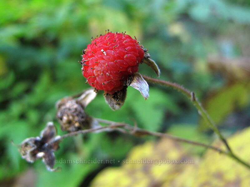 thimbleberry (Rubus parviflorus) [Toutle Trail, Mt. St. Helens National Volcanic Monument, Cowlitz County, Washington]