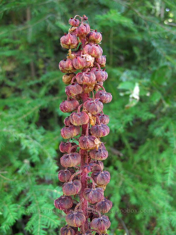 pinedrops (Pterospora andromedea) [Loowit Trail, Mt. St. Helens National Volcanic Monument, Cowlitz County, Washington]