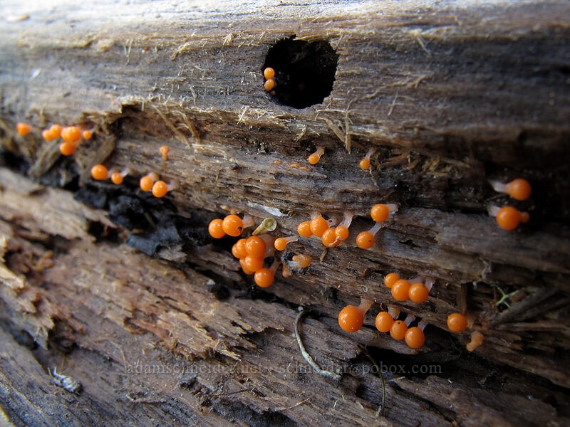 tiny orange fungi [Loowit Trail, Mt. St. Helens National Volcanic Monument, Skamania County, Washington]