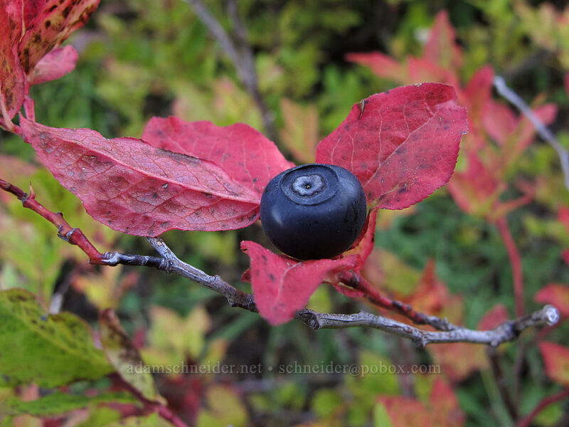 black huckleberry (Vaccinium membranaceum) [Loowit Trail, Mt. St. Helens National Volcanic Monument, Skamania County, Washington]
