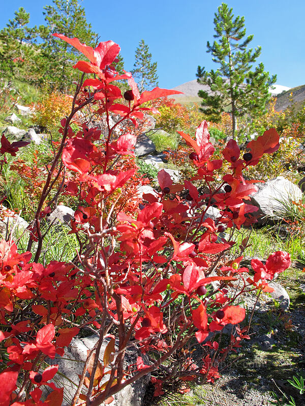 huckleberries (Vaccinium membranaceum) [Loowit Trail, Mt. St. Helens National Volcanic Monument, Skamania County, Washington]