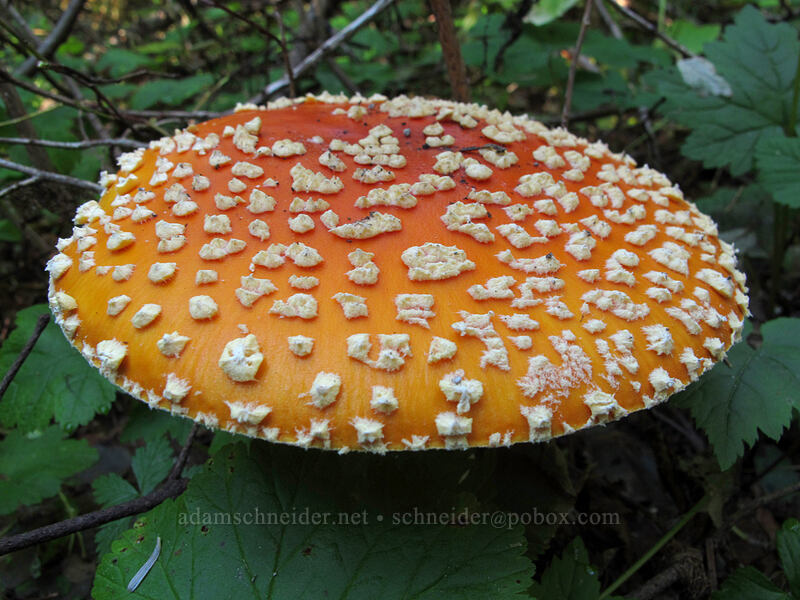 big mushroom (Amanita muscaria) [Sheep Canyon Trail, Mt. St. Helens National Volcanic Monument, Cowlitz County, Washington]