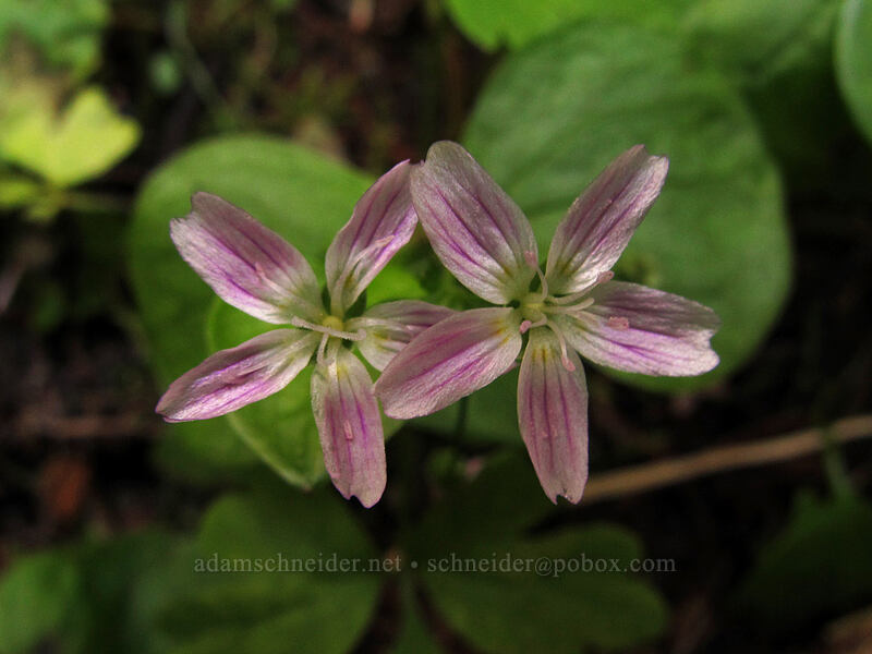 candy flower (Claytonia sibirica (Montia sibirica)) [Toutle Trail, Mt. St. Helens National Volcanic Monument, Cowlitz County, Washington]