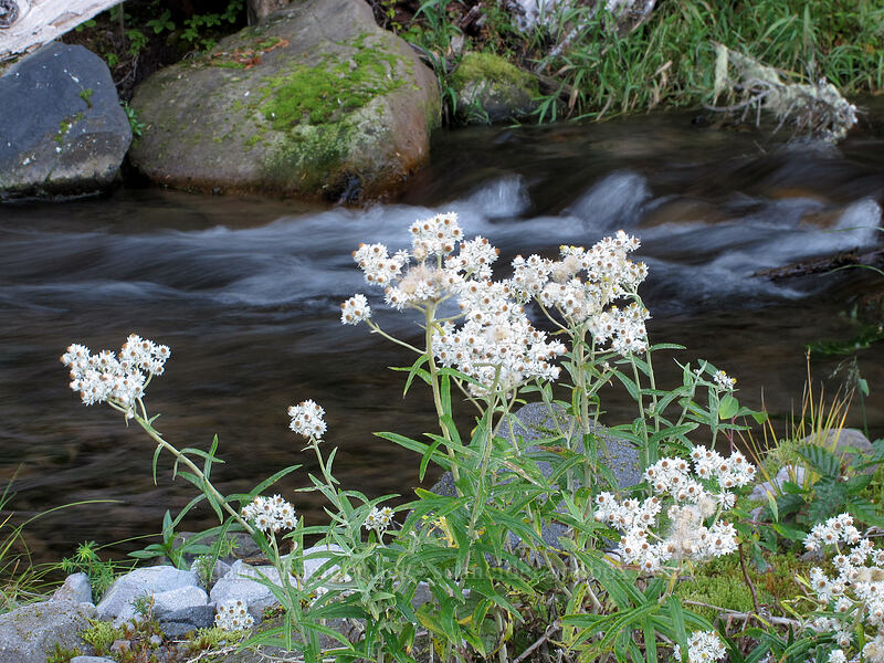 pearly everlasting & Coldspring Creek (Anaphalis margaritacea) [Toutle Trail, Mt. St. Helens National Volcanic Monument, Cowlitz County, Washington]