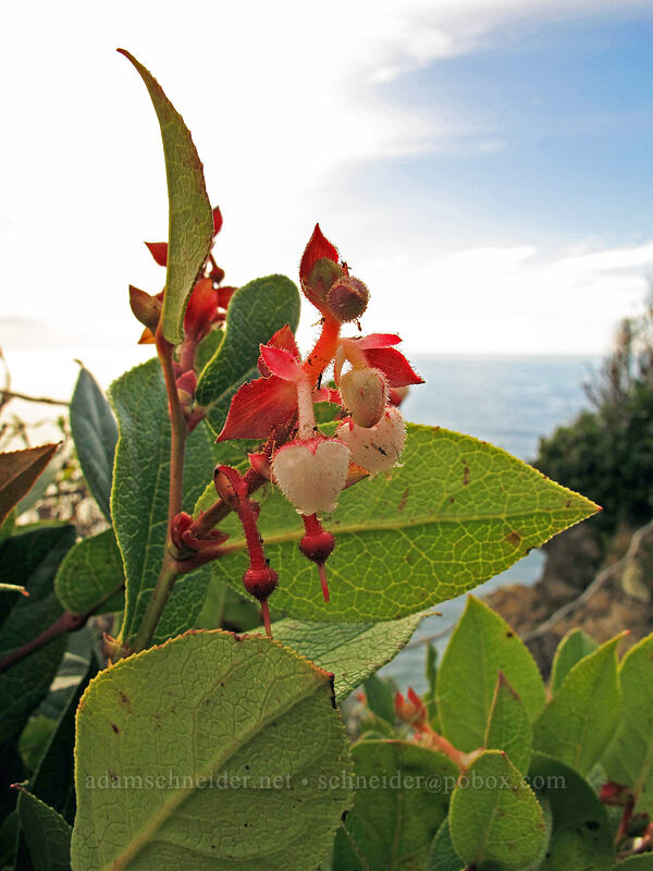 salal flowers (Gaultheria shallon) [Cape Lookout State Park, Tillamook County, Oregon]