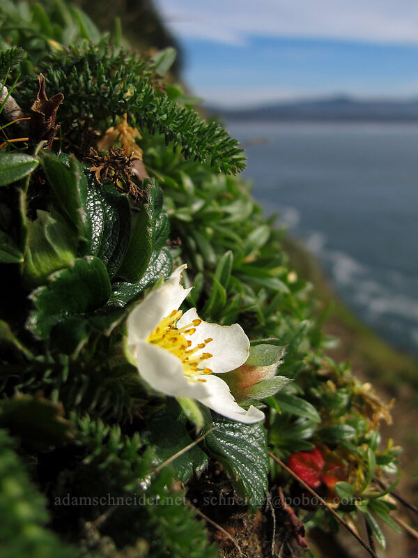 beach strawberry flower (Fragaria chiloensis) [Cape Lookout State Park, Tillamook County, Oregon]