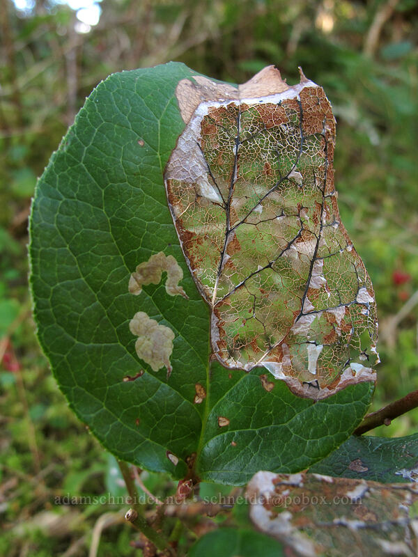 disintegrating salal leaf (Gaultheria shallon) [Cape Lookout State Park, Tillamook County, Oregon]