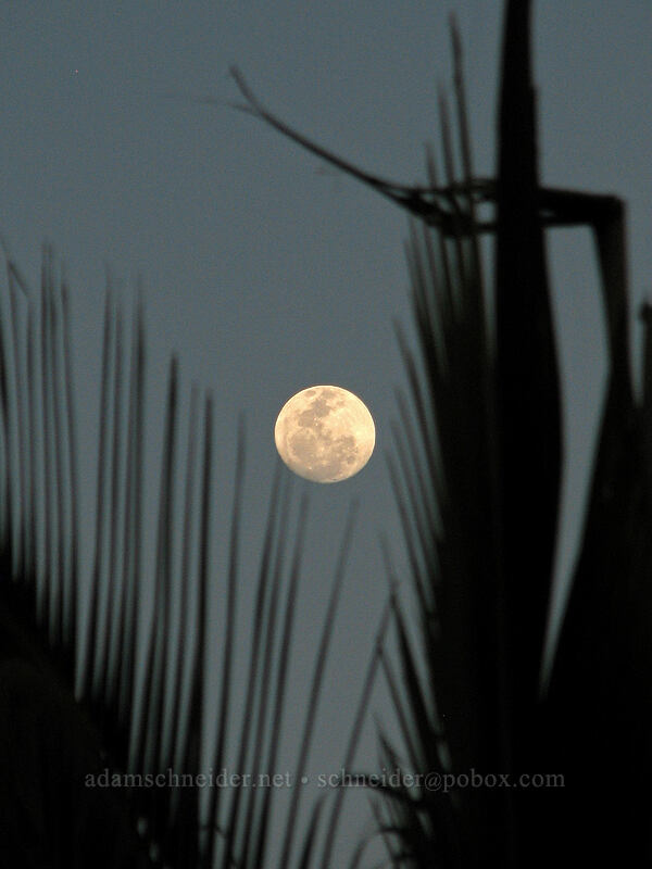 moonrise [Posada Real, San Jose del Cabo, Los Cabos, Baja California Sur, Mexico]