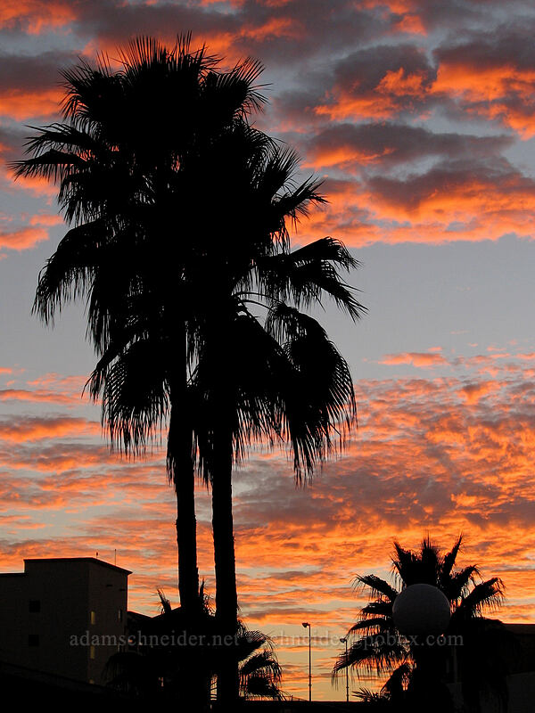 palm trees at sunset [Paseo Malecón, San Jose del Cabo, Los Cabos, Baja California Sur, Mexico]