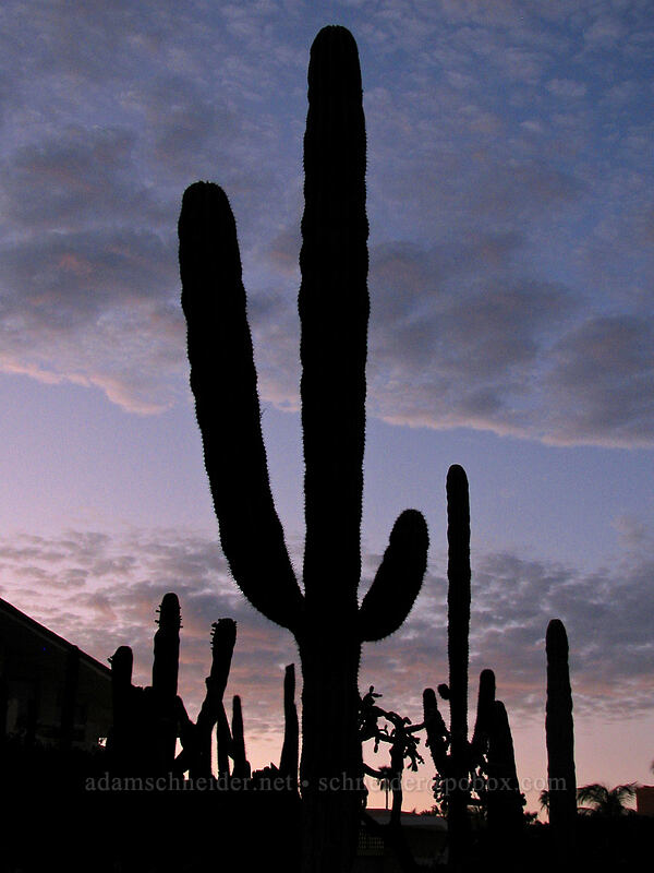 twilight cacti [Posada Real, San Jose del Cabo, Los Cabos, Baja California Sur, Mexico]