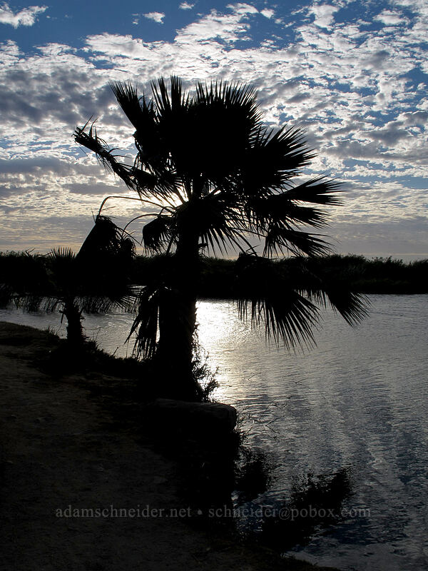palm tree & estuary [Estero San José, San Jose del Cabo, Los Cabos, Baja California Sur, Mexico]