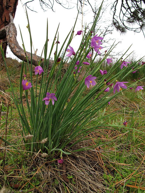 grass widows (Olsynium douglasii) [Catherine Creek, Klickitat County, Washington]