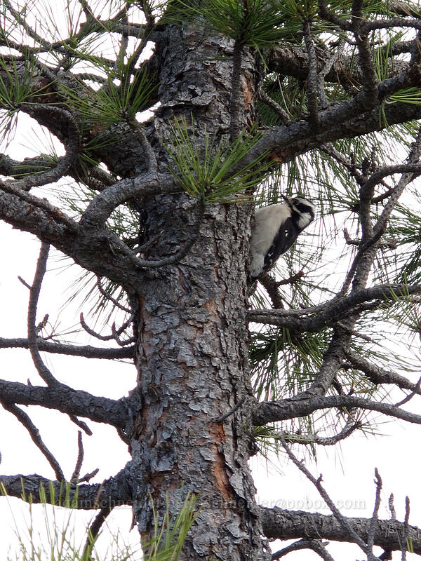 downy woodpecker (Dryobates pubescens (Picoides pubescens)) [Catherine Creek, Klickitat County, Washington]
