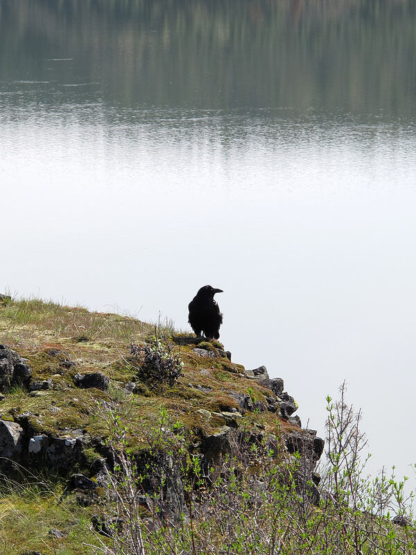 raven (Corvus corax) [Catherine Creek, Klickitat County, Washington]