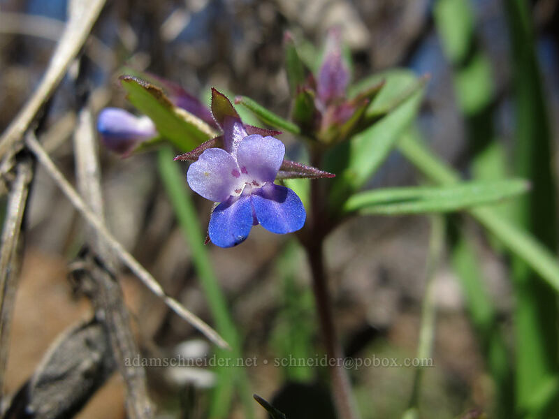 small-flowered blue-eyed Mary (Collinsia parviflora) [Catherine Creek, Klickitat County, Washington]