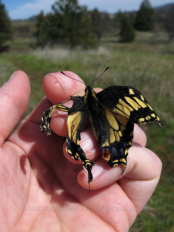 mangled anise swallowtail butterfly (Papilio zelicaon) [Catherine Creek, Klickitat County, Washington]