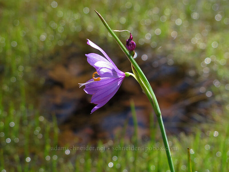 grass widow (Olsynium douglasii) [Catherine Creek, Klickitat County, Washington]