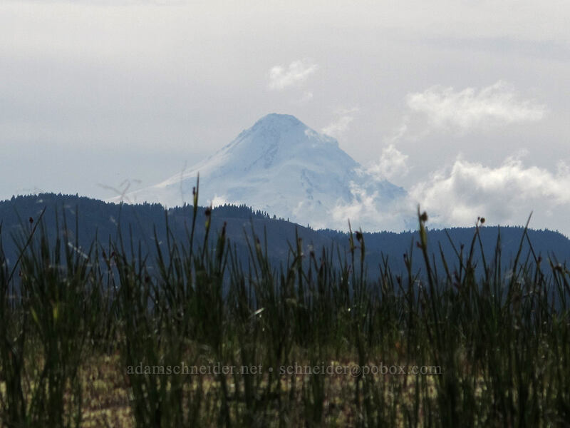 Mount Hood & grass widows (Olsynium douglasii) [Catherine Creek, Klickitat County, Washington]