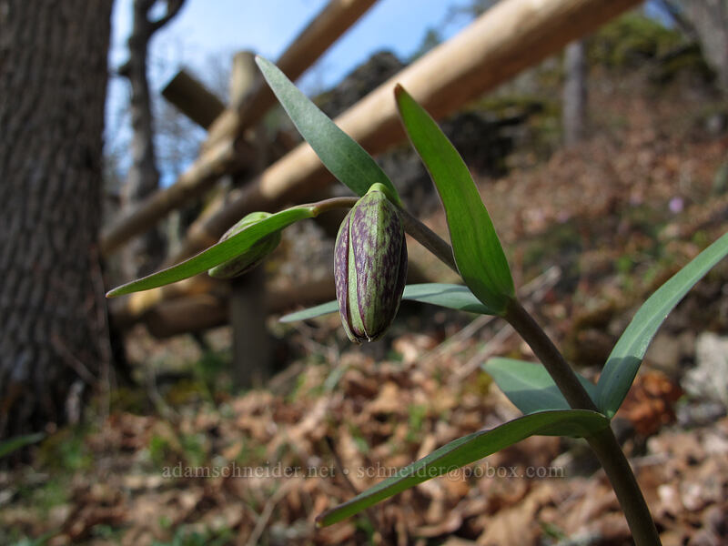 chocolate lily (Fritillaria affinis) [Catherine Creek, Klickitat County, Washington]
