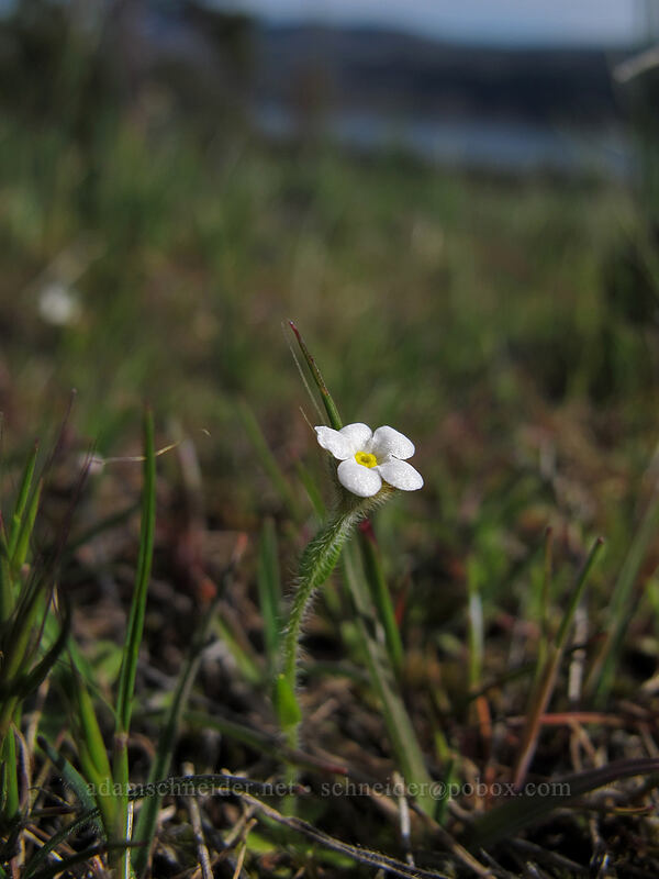 slender popcorn flower (Plagiobothrys tenellus) [Catherine Creek, Klickitat County, Washington]
