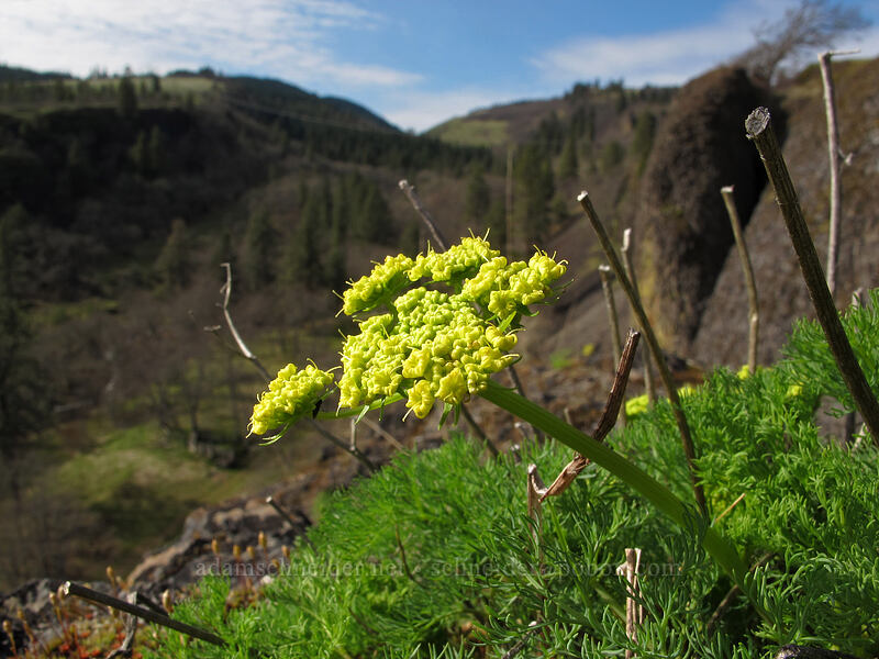 Klickitat desert parsley (Lomatium klickitatense (Lomatium grayi)) [Catherine Creek, Klickitat County, Washington]