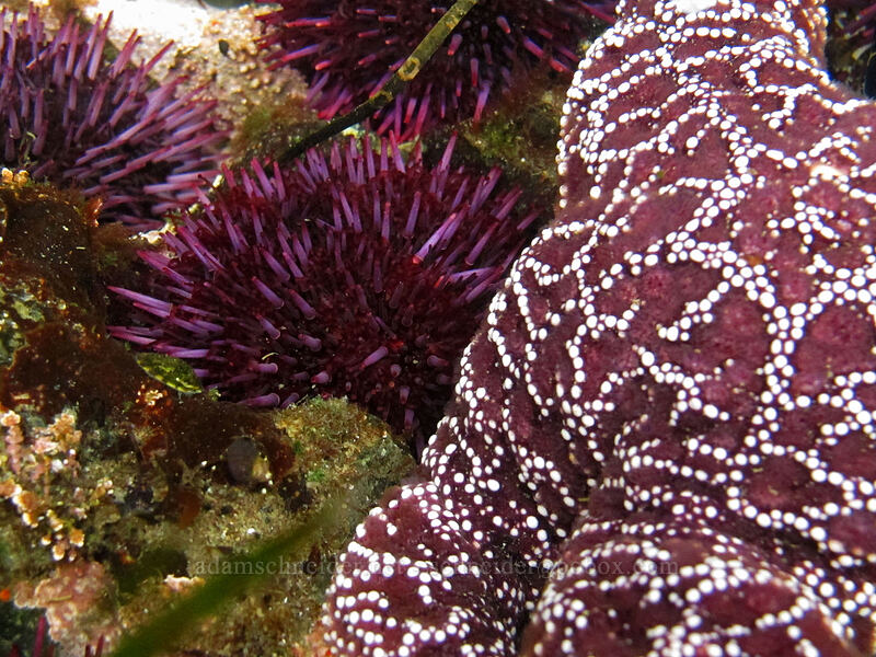 purple sea urchins & ochre sea star (Strongylocentrotus purpuratus, Pisaster ochraceus) [Boiler Bay, Lincoln County, Oregon]